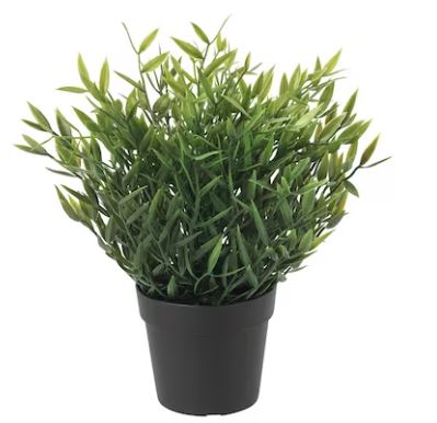 Decorative plant (NA)